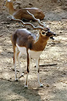 Blackbuck: Blackbuck - male issuing challenge