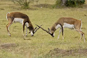 Blackbuck: Blackbuck - originated mainly in India but have