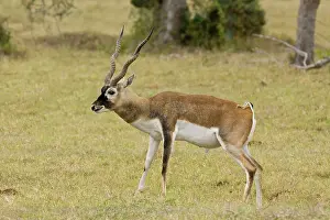 Blackbuck: Blackbuck originated mainly in India but have been