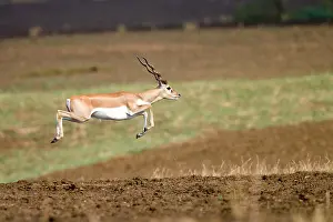 Blackbuck: Blackbuck young male running