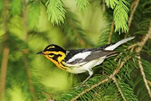 Blackburnian: Blackburnian Warbler