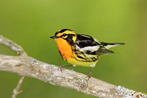 Blackburnian: Blackburnian Warbler