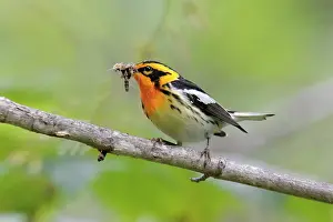 Blackburnian: Blackburnian Warbler