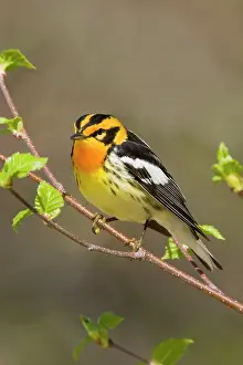 Fusca: Blackburnian Warbler