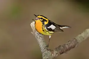 Fusca: Blackburnian Warbler