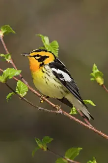 Fusca: Blackburnian Warbler