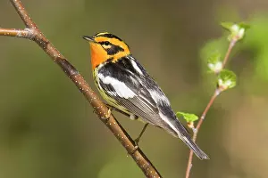 Fusca: Blackburnian Warbler