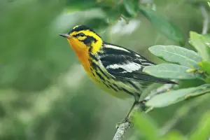 Fusca: Blackburnian Warbler