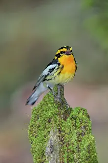 Fusca: Blackburnian Warbler