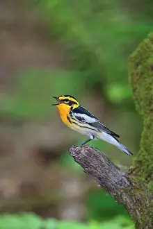 Fusca: Blackburnian Warbler