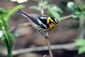 Fusca: Blackburnian Warbler