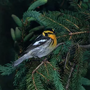 Parulidae: Blackburnian Warbler
