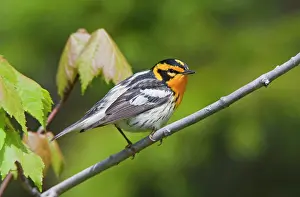 Fusca: Blackburnian Warbler, male