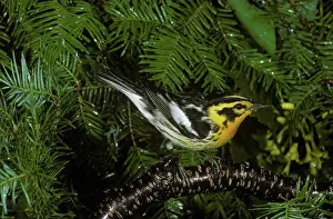 Fusca: Blackburnian Warbler male