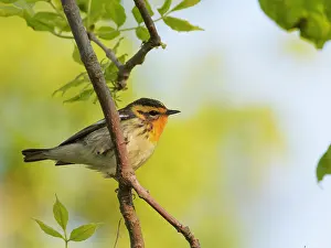 Migrant: Blackburnian Warbler Setophaga fusca Magee Marsh