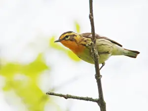 Migrant: Blackburnian Warbler Setophaga fusca Magee Marsh