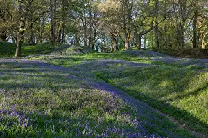 Devon: Blackbury Camp - Bluebells in Flower - Devon - UK