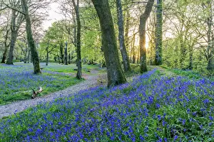 Devon: Blackbury Camp - Bluebells in Flower - Devon - UK