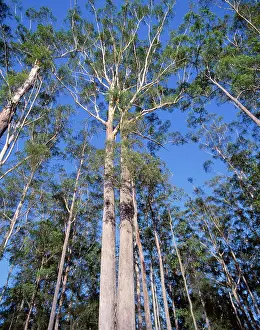 Metres: Blackbutt - up to 50 metres tall