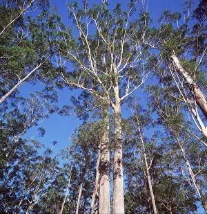 Butt: BLACKBUTT EUCALYPTUS - Black Butt 50m tall