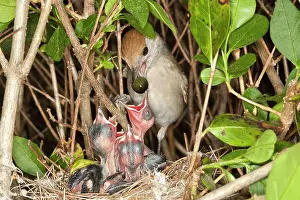 Blackcap: Blackcap