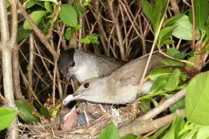 Sack: Blackcap