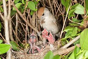 Blackcap: Blackcap