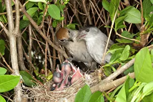 Blackcap: Blackcap