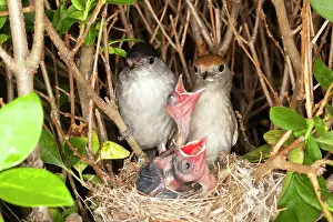Blackcap: Blackcap