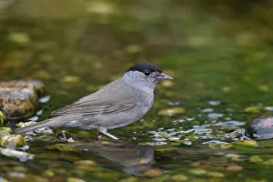 Blackcap: Blackcap adult male bathing Germany