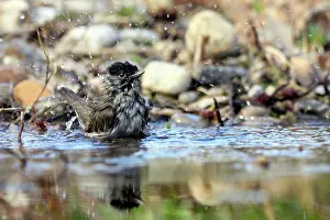 Blackcap: Blackcap - bathing