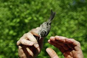 Netting: Blackcap - captured in netting so it can be ringed