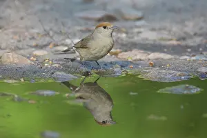 Atricapilla: Blackcap - drinking female - Germany
