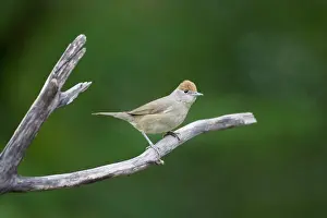 Blackcaps: Blackcap - female