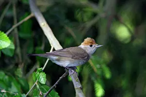 Blackcaps: Blackcap - female