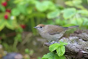 Atricapilla: Blackcap female