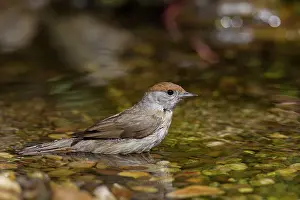 Atricapilla: Blackcap female bathing