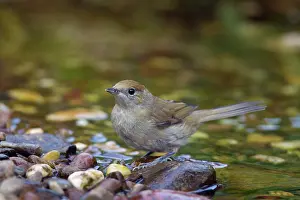 Atricapilla: Blackcap female bathing