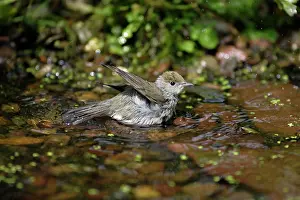 Blackcaps: Blackcap - female bathing in garden pond
