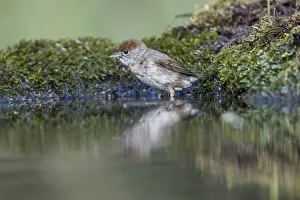 Blackcap: Blackcap - Female - Bathing - UK