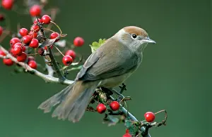 Blackcaps: Blackcap - Female with berries of hawthorn