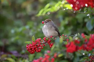 Pyracantha: Blackcap female eating Pyracantha berries