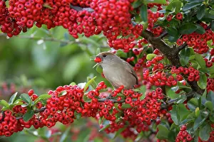 Pyracantha: Blackcap female eating Pyracantha berries