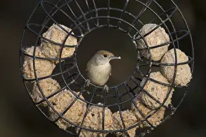 Feeders: Blackcap - Female - on Fatball Feeder - Cornwall - UK