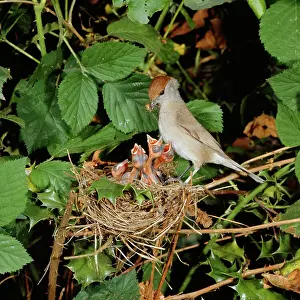 Brambles: BLACKCAP - female feeding chicks at nest