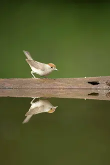Blackcaps: Blackcap - Female at forest pool