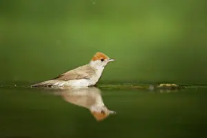 Blackcaps: Blackcap - Female at forest pool