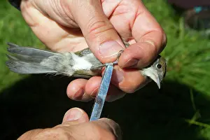 Stoc: Blackcap - female in hands - ringing the birds