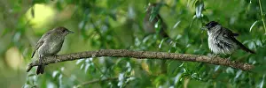 Assembly: Blackcap female observing a male snorting, Athee-sur-Cher