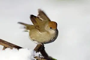 Blackcaps: Blackcap - female - in the snow